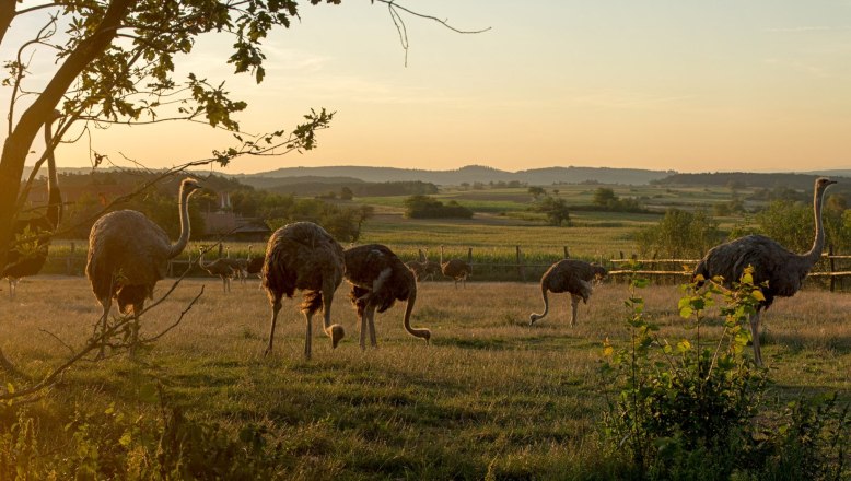 Straußenland Gärtner, © Franz Zwickl